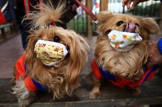 流感大爆发 宠物也中招?!还好不传染主人