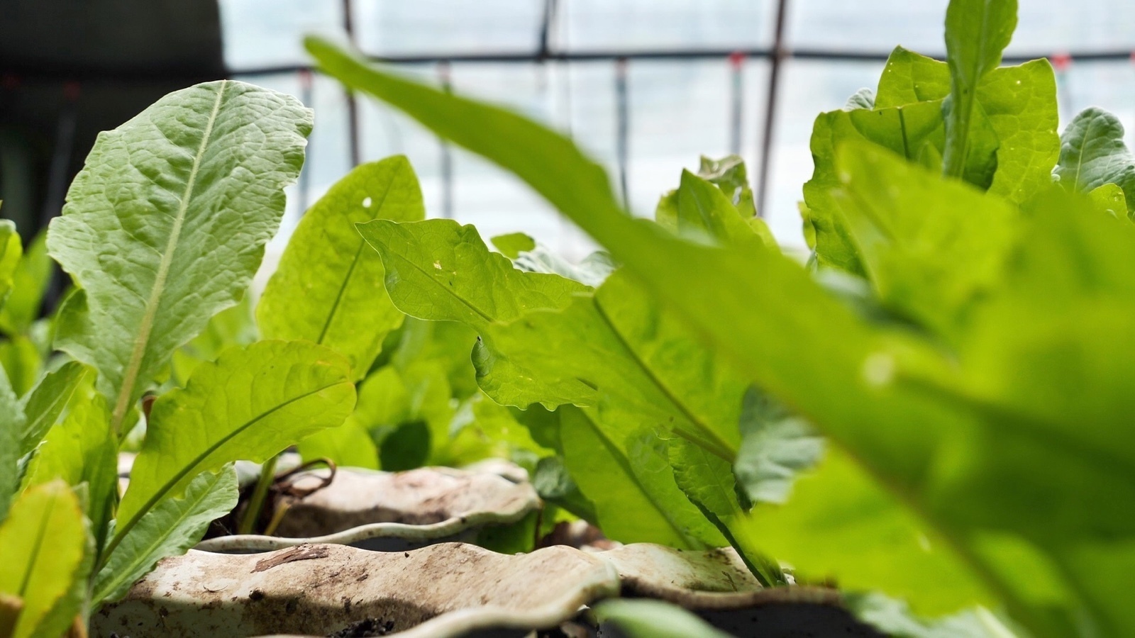 盆栽蔬菜——蛋白含量比牛奶还高的食叶草