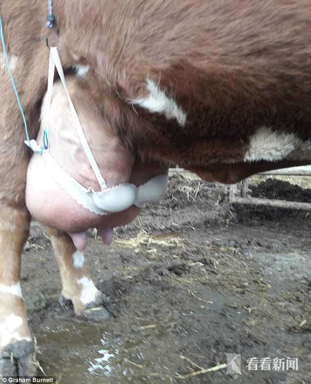 牛犊只嘬前奶嘴疼坏母牛 男子拿妻子乳罩解了围