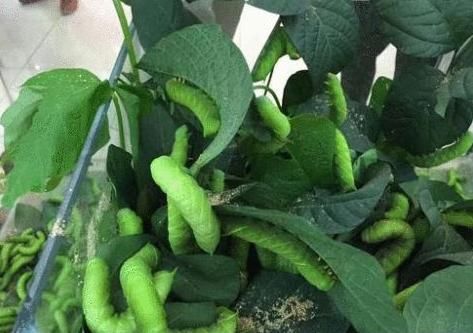 【地理标志商标】灌云豆丹终获地理标志证明