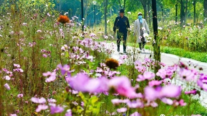 副中心首个碳循环公园亮相啦！花期延长，秋景如画！快来打卡~