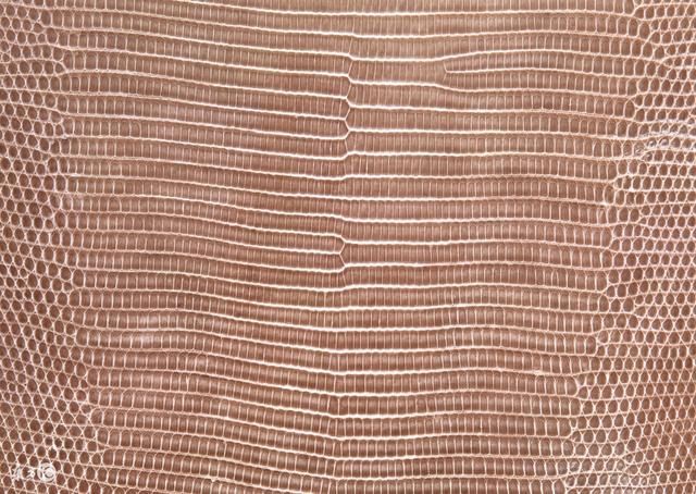 皮革知识分享-为什么说蜥蜴皮包的珍贵价值堪比黄金