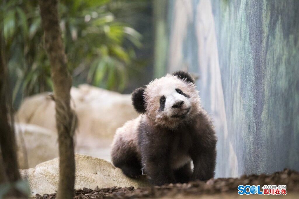 前方高能!大熊猫圆梦萌图来袭,不萌算我输(组