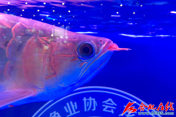 合肥渔博会探营:身价10万红龙鱼求