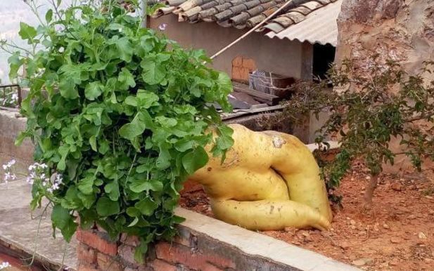 农村院子里长出巨型萝卜,远看像是倒在地上的人参娃娃!