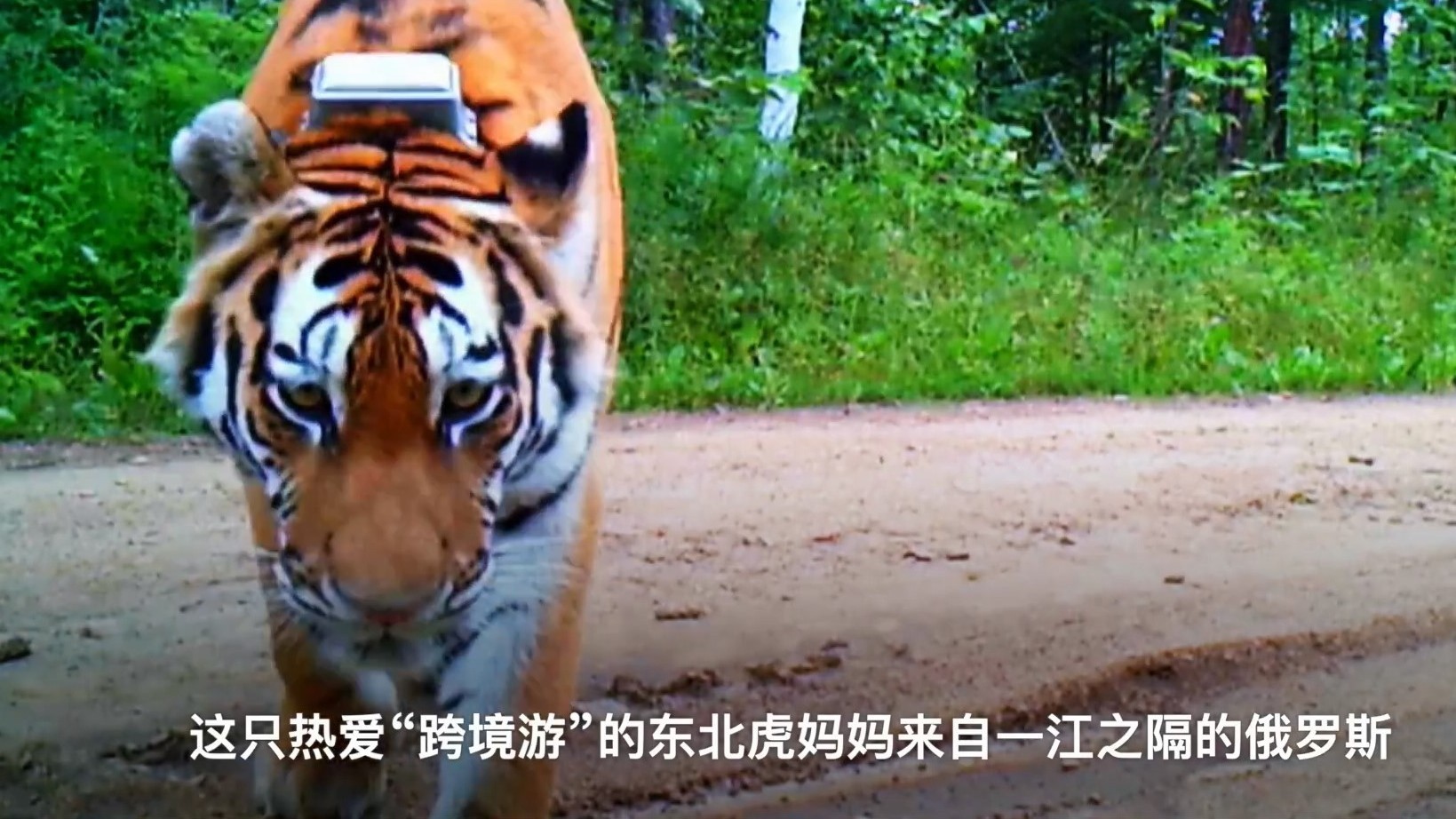 东北虎妈妈携三只幼崽“跨境游”~~ 东北虎妈妈携三只幼崽“跨境游”~~