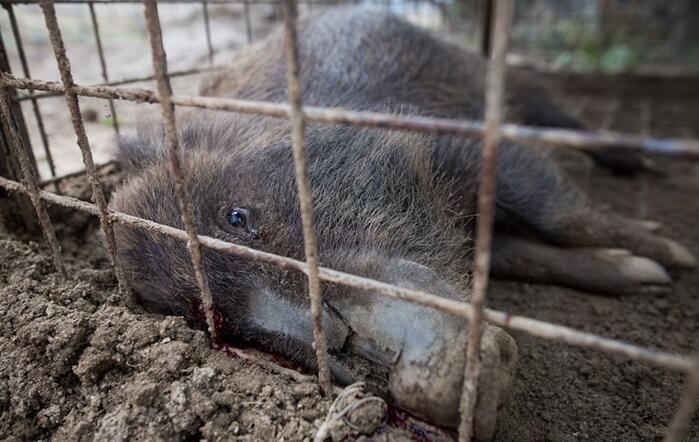 日本核辐射重污染区 变异野猪泛滥