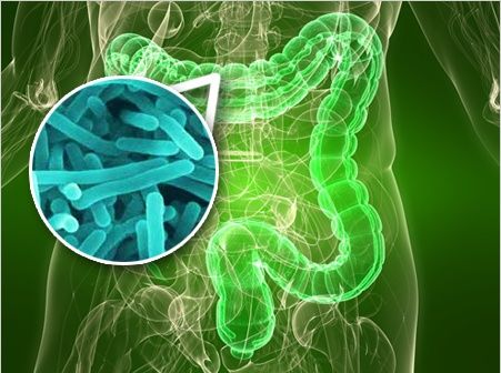 操纵肠道微生物组以增强癌症免疫疗法的功效的