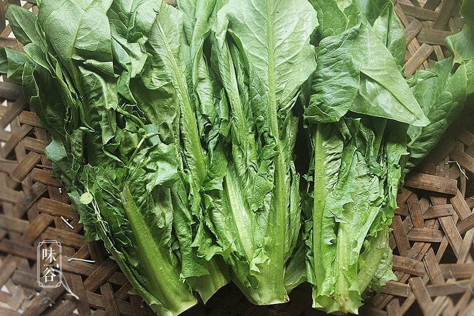 油麦菜,别名莜麦菜,又叫苦菜,它的营养价值比生菜高,更远远优于莴笋