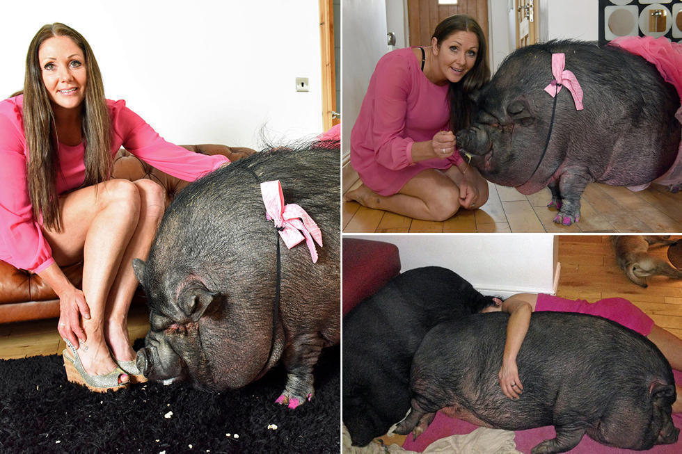 网购迷你猪宝变成大黑猪 受骗主人不离不弃 网购迷你猪宝变成大黑猪 受骗主人不离不弃