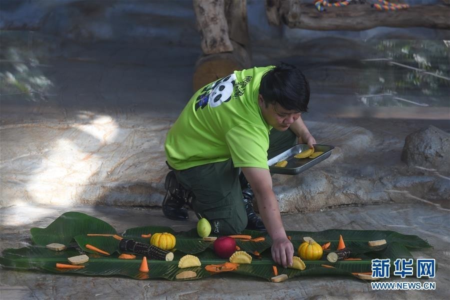 　1月23日，工作人员将蒸熟的“饺子”放入为大熊猫准备的大餐中。