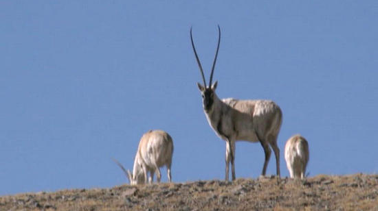 “我奋斗我幸福”:可可西里的守护者 “我奋斗我幸福”:可可西里的守护者