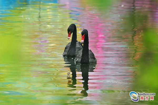 黑天鹅出双入对。