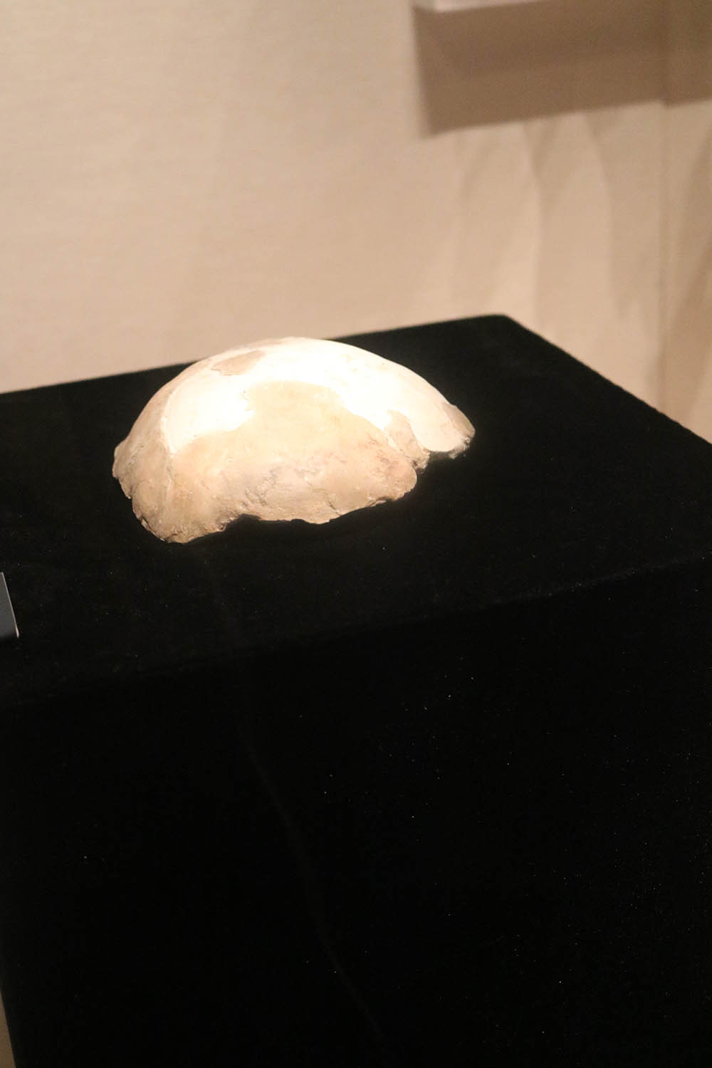 山东史前历史文化 石器时代 山东史前历史文化 石器时代