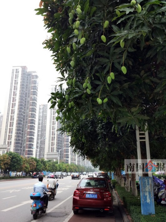 柳州街边树上芒果诱人 园林部门:有浮尘农药不要吃