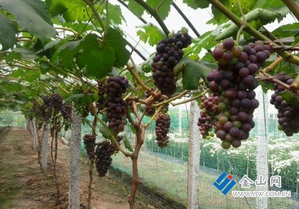 【治国理政新实践·江苏篇】让科技为农业插上腾飞“翅膀” “1+1+N”新型农技推广模式受欢迎