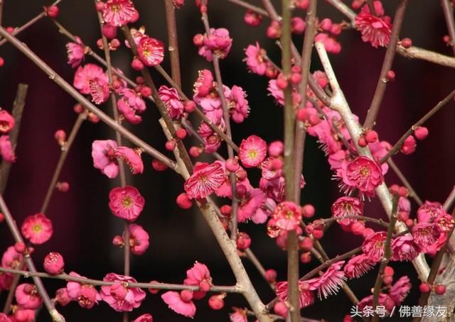 十二生肖中内心最小气的几大生肖