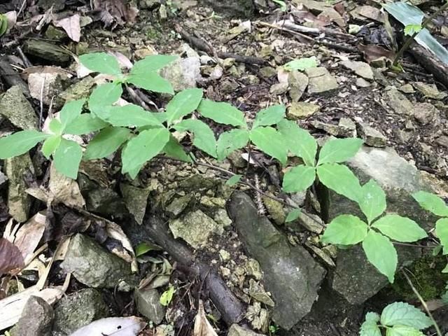 这种野草被农民称为猪婆奶,给母猪饲喂,可以