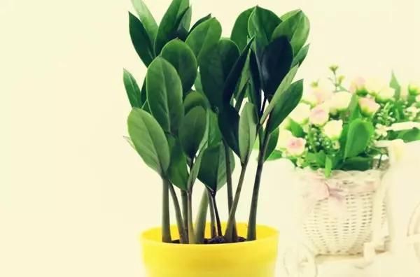 两个月不浇水都不会死的植物!越是干旱越能长