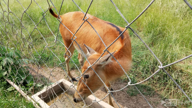 【美丽中国长江行】走进石首天鹅洲 体验湿地生态之美