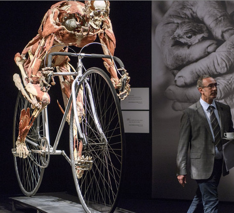 瑞士举办世界人体标本展 揭人体奥秘 瑞士举办世界人体标本展 揭人体奥秘