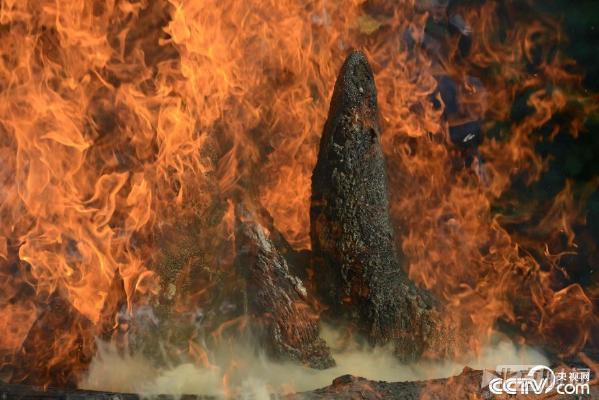 抵制非法偷猎 捷克动物园焚烧33公斤犀牛角