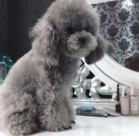 灰色泰迪犬多少钱一只 了解价格谨防上当 雪花新闻 灰色泰迪犬多少钱一只 了解价格谨防上当 雪花新闻