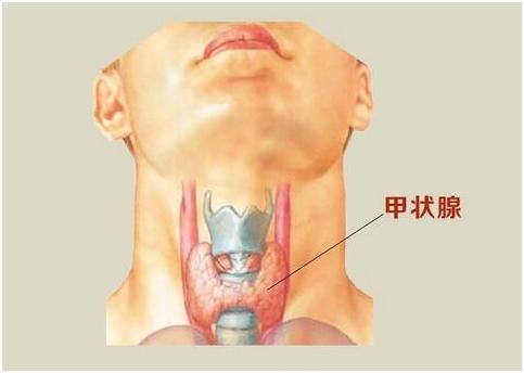 甲状腺是有名的 甲状腺是有名的