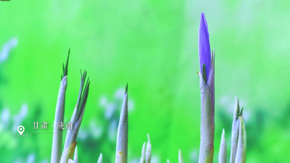 赤柱蓝冠若仙子!延时摄影记录藏红花惊艳绽放 赤柱蓝冠若仙子!延时摄影记录藏红花惊艳绽放