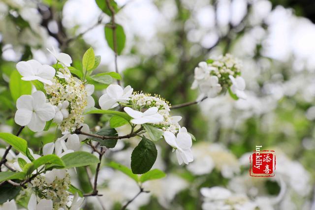 扬州香格里拉花园早茶慈善公益之约,感受皮包