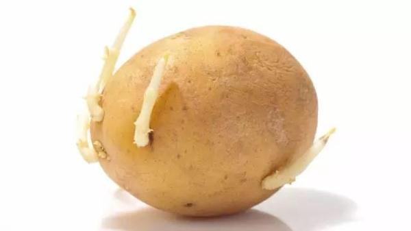 发芽的土豆有毒不能吃 红薯山药花生也不能吃吗