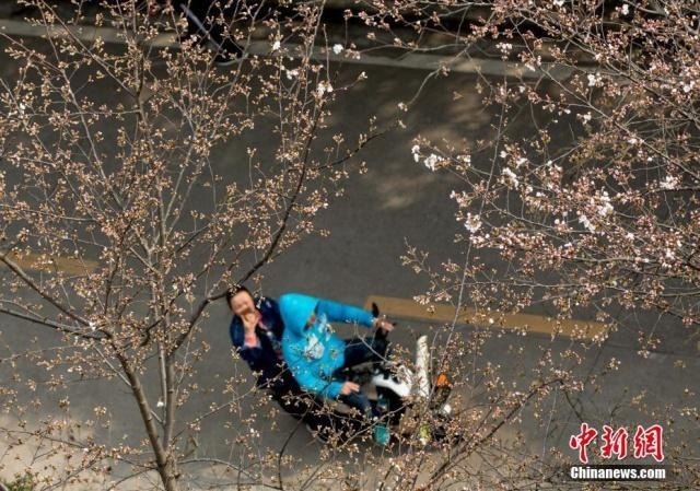 3月18日，武汉大学樱花大道上的樱花初绽，吸引不少游人前来赏花。中新社记者 张畅 摄