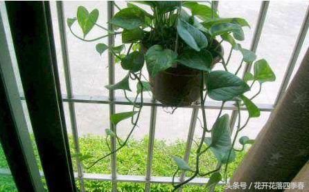 绿萝原来有毒,小孩一定不要碰,不要养太多!记