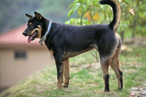 偷狗杀狗还吃狗 最终死在狗身上