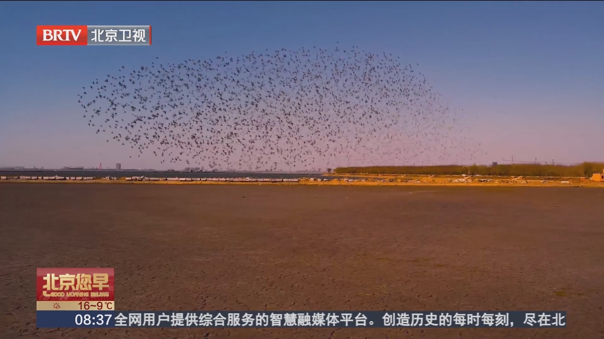 揭秘营口鸟浪奇观