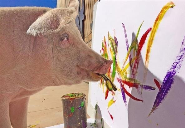 猪界毕加索！小猪被女主人救起后学会了画画