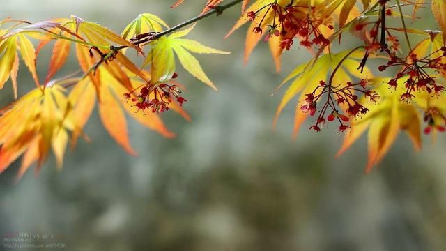 神翻译!中文之美