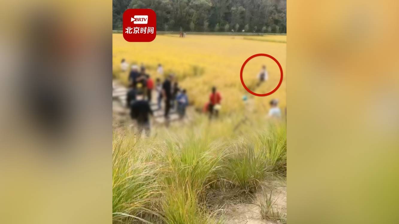 游客踩踏南泥湾稻田打卡拍照 管委会：不允许