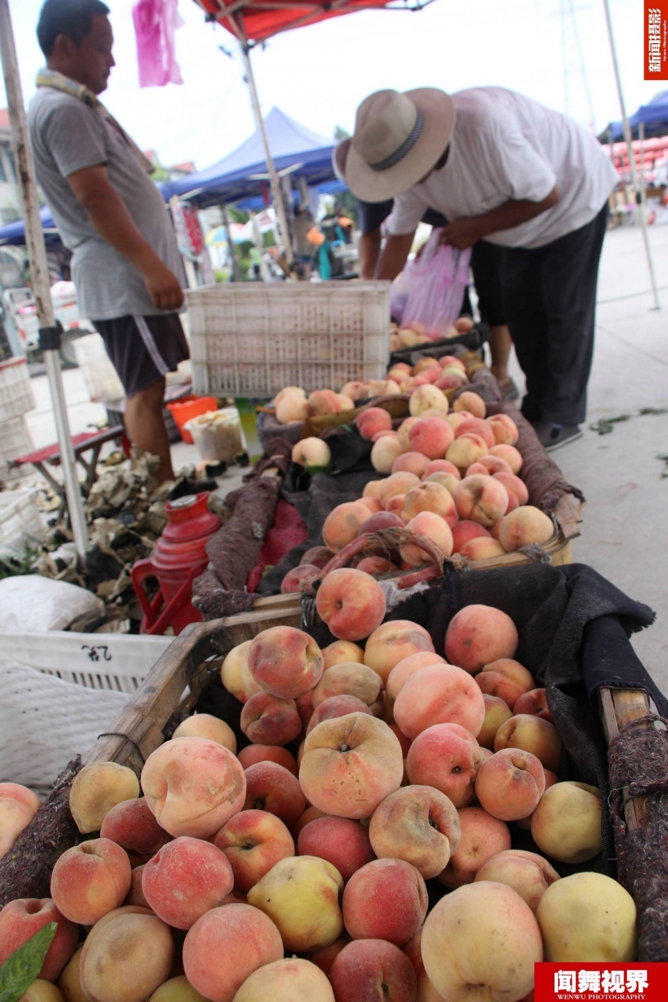 农村鲜桃变腐烂 5毛1斤无人要农民只能含泪倒掉