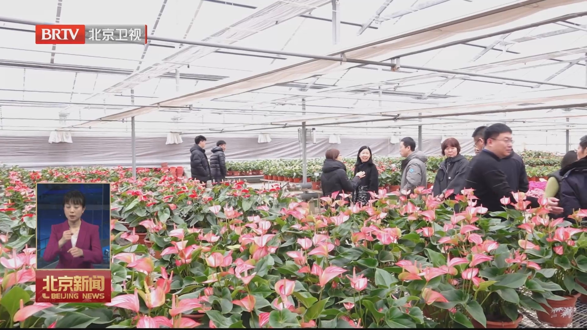 北京成立首个花卉产业关键技术研发与示范专家工作站