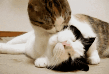 380_257gif 动态图 动图