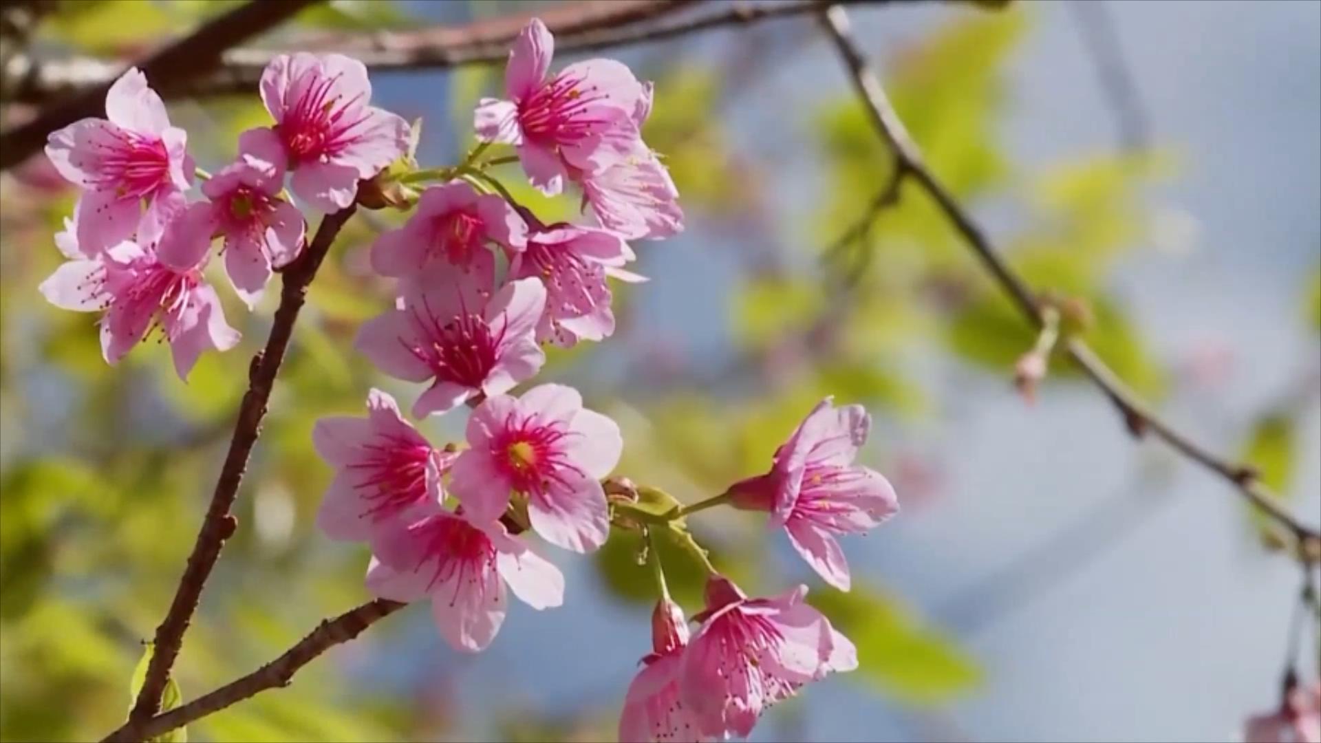 越南冬樱盛放 粉红花海醉人 越南冬樱盛放 粉红花海醉人