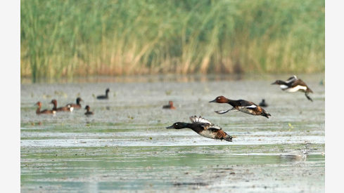 雄安白洋淀重现“鸟类天堂”胜景 雄安白洋淀重现“鸟类天堂”胜景