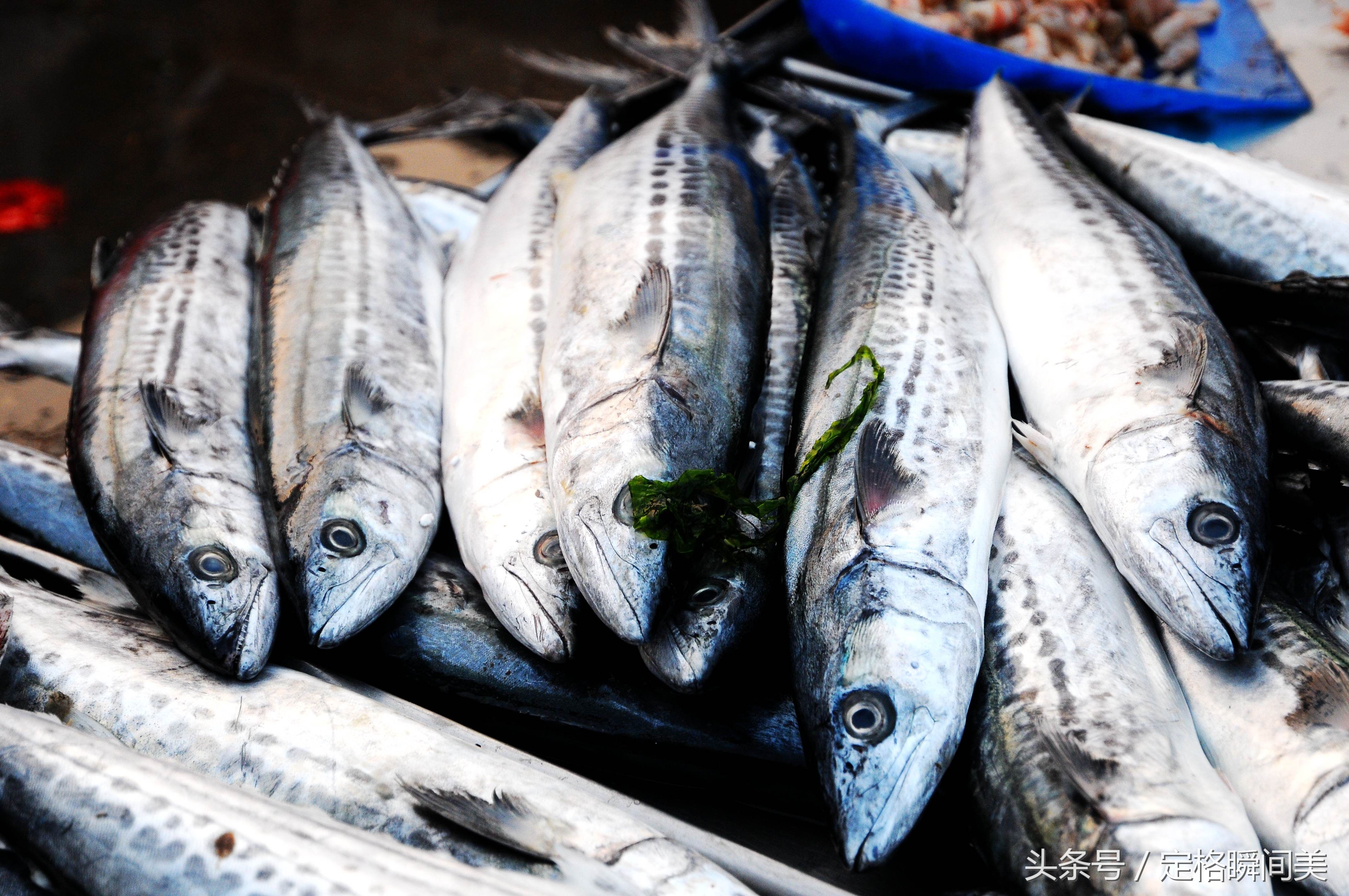 早市 青島春鮁魚少量上市20元一斤 東北大姐