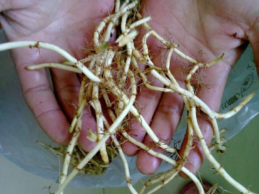 治鼻炎鱼腥草熬水熏鼻,比大蒜强10倍,1周见效