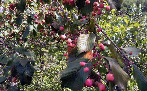 河北省兴隆县青松岭发现20余株野生水榆花楸