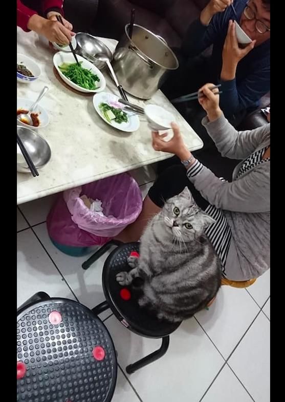 网友吃的素菜,猫咪蹲在椅子上,一脸嫌弃和鄙视:叶子你们也吃?