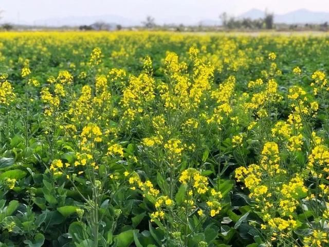 莲洲镇 耕管村 这里是珠海的油菜花之乡,每年都会开展油菜花节