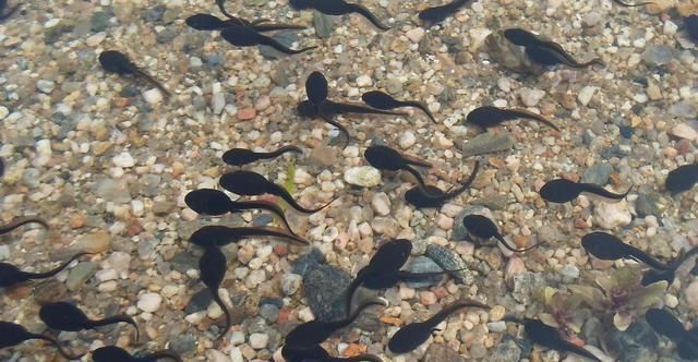 池塘里的小蝌蚪, 营养价值极高, 老人说吃了可