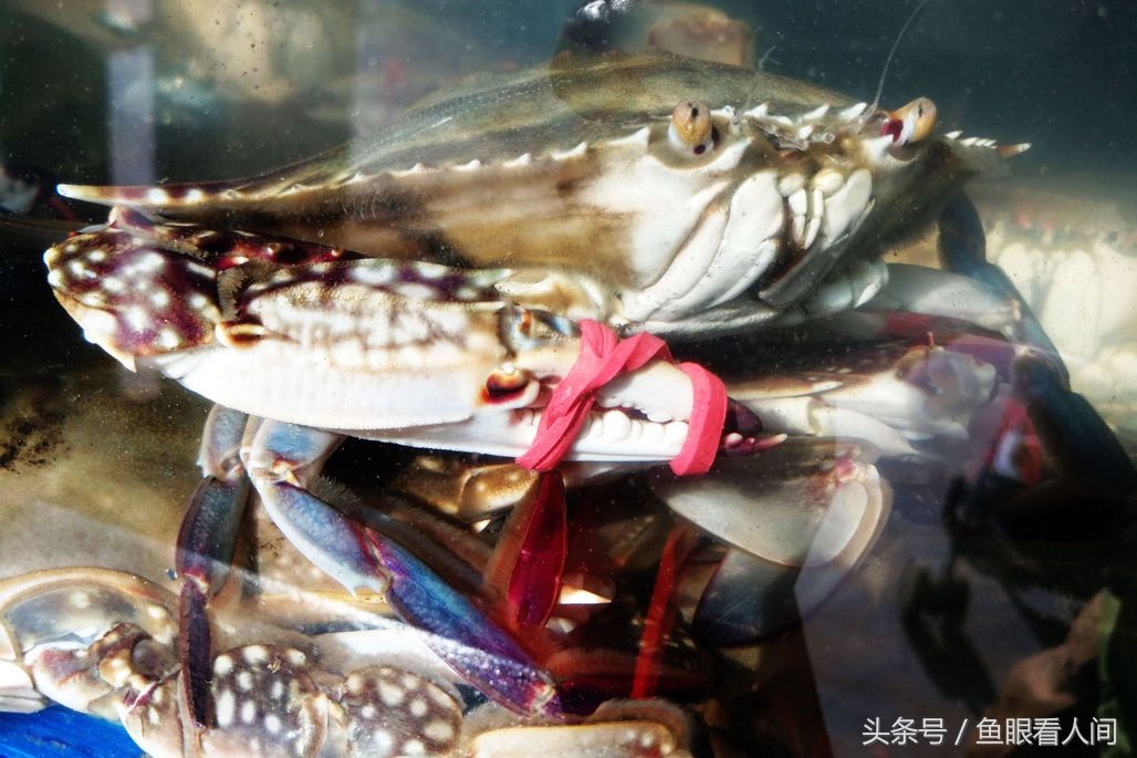 梭子蟹超越海参鲍鱼成市场最贵海鲜 春季最高